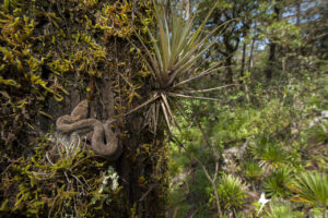 Mexican Dusky Rattlesnake curled on a tree trunk in the Sierra Gorda Biosphere Reserve, Mexico. Image credit: Roberto Pedraza Ruiz.
