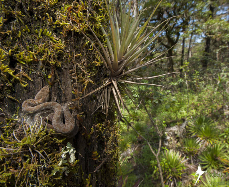 Mexican Dusky Rattlesnake curled on a tree trunk in the Sierra Gorda Biosphere Reserve, Mexico. Image credit: Roberto Pedraza Ruiz.