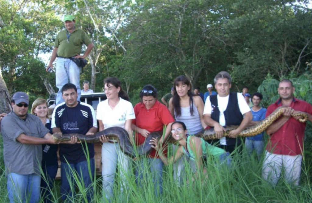 A Green Anaconda being carried by a group of people.