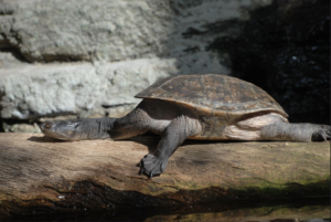 A Brazilian snake-necked Turtle stretched out on a log.