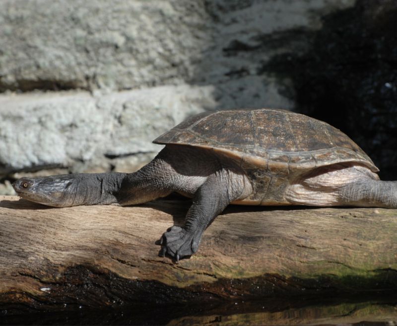 A Brazilian snake-necked Turtle stretched out on a log.