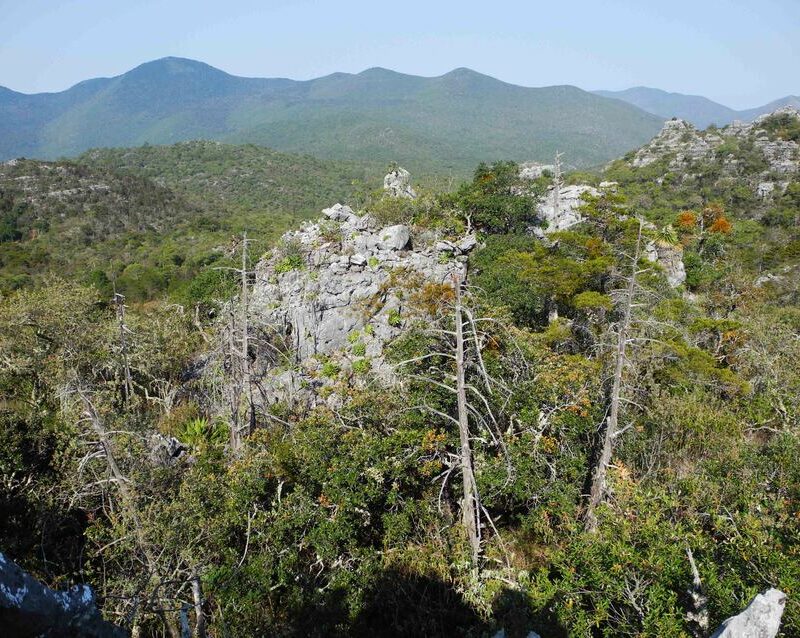 Panorama of Sierra Gorda Biosphere reserve, showing mountains in the distance and a rocky outcrop and pine trees in the foreground.