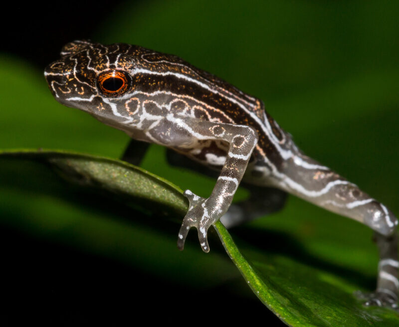 Tandayapa Andean Toad on a leaf. Ross Maynard.