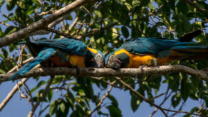 a pair of Blue-throated Macaw exhibiting mirroring behaviour.