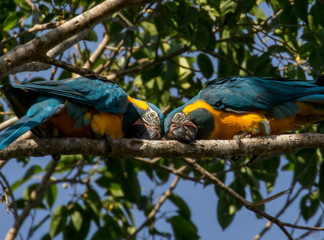 a pair of Blue-throated Macaw exhibiting mirroring behaviour.