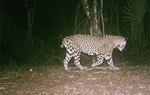A camera trap image of a Jaguar in Belize, affectionately known as 'Short Tail'.