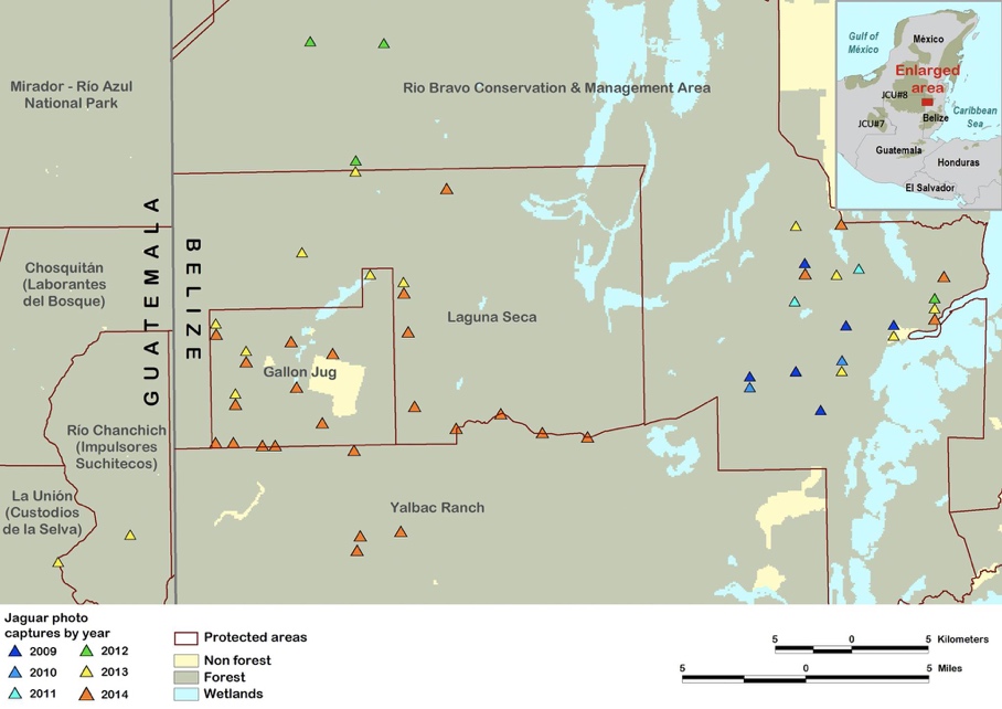 A map showing sightings of a Jaguar, captured by camera trap images, between 2009 and 2014.