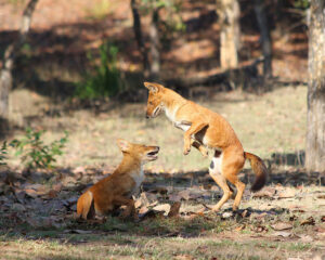 Two Dhole playing in the Pench Tiger Reserve, India.