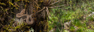Mexican Dusky Rattlesnake curled on a tree trunk in the Sierra Gorda Biosphere Reserve, Mexico.