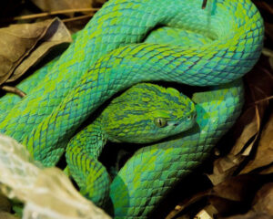 A Merendon Pit Viper curled up in leaf litter on the forest floor, Guatemala.