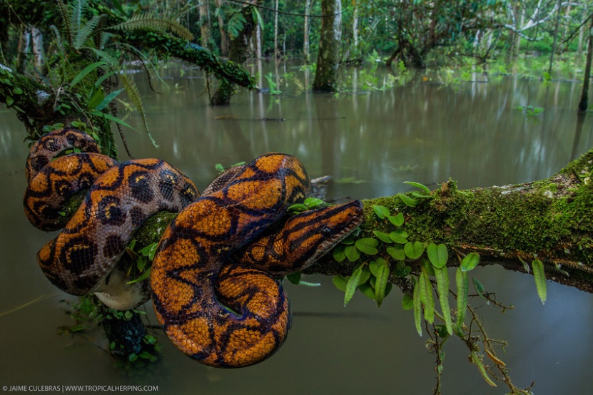 A Rainbow Boa wrapped around a branch at Nangaritza Reserve, Ecuador.