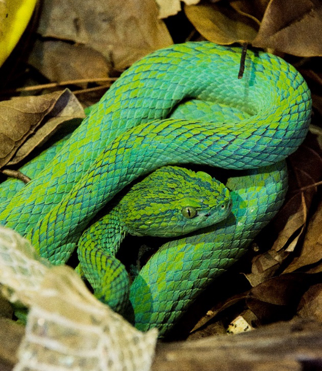 A Merendon Pit Viper curled up in leaf litter.