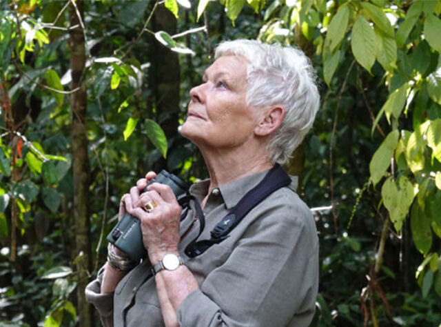 Dame Judy Dench in the forests of Malaysian Borneo. Image credit: PA photo/ITV/Atlantic Productions.
