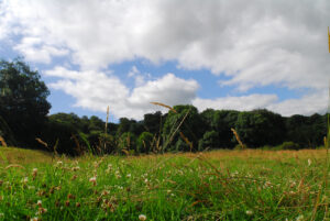 A view of meadow and woodland at Kites Hill reserve ©Claire Whittenbury