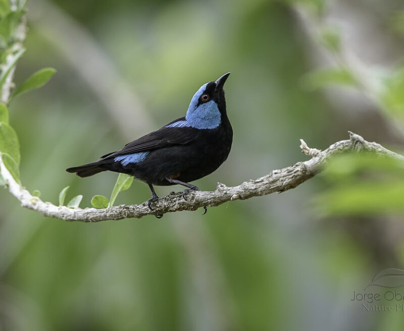 Scarlet-thighed Dacnis" by Jorge Obando Gutierrez is licensed under CC BY-NC 2.0