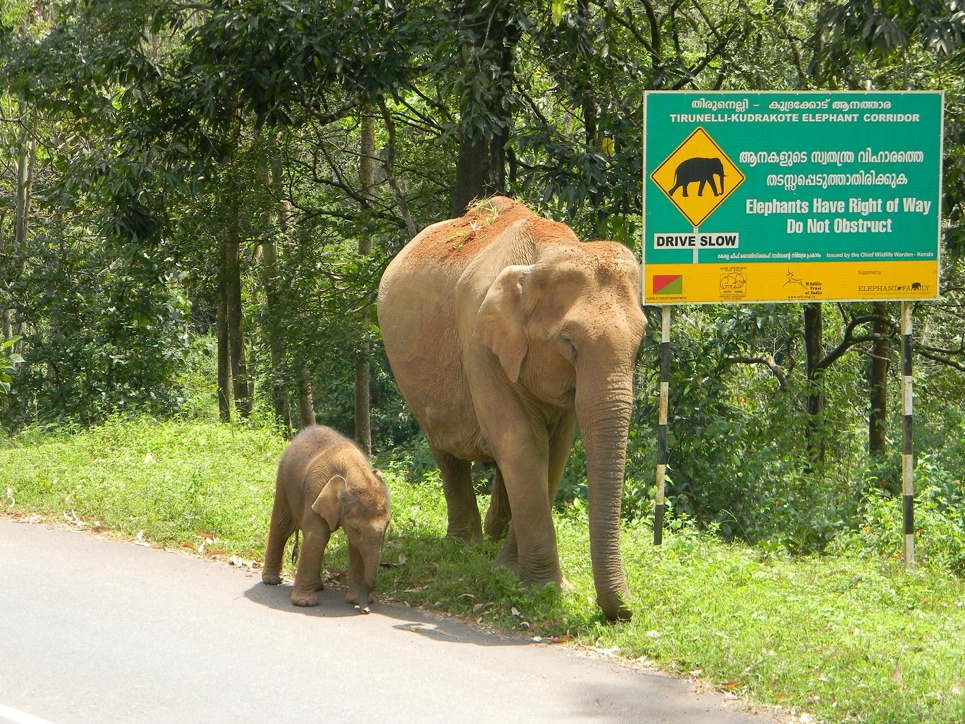 Free to Roam: WTI's Elephant Corridor in India is a Win-Win for People and  Planet - World Land Trust
