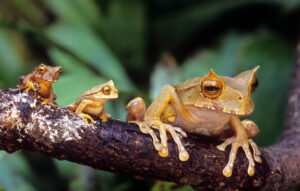 Horned Marsupial Frogs on a branch ©Brad Wilson