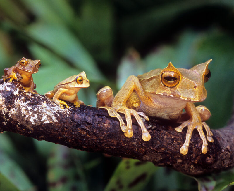 Horned Marsupial Frog with young on a branch- © Brad Wilson