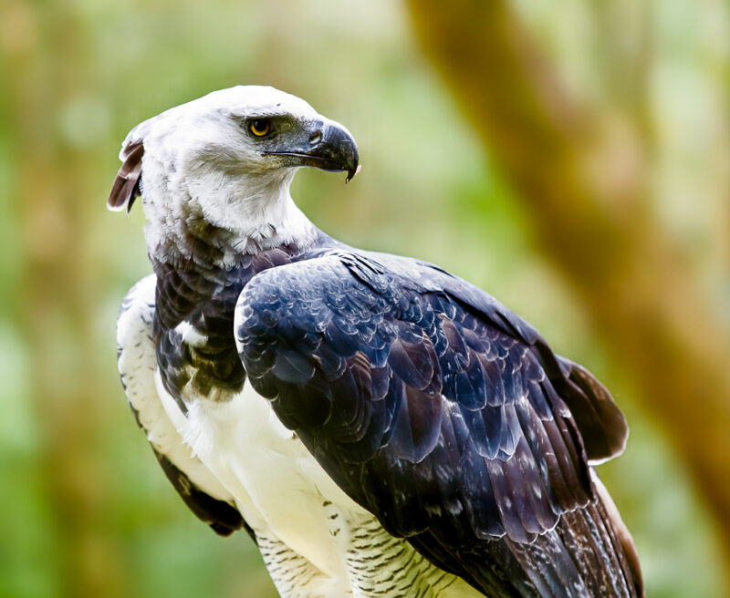 Harpy Eagle perched in the forest - ©MarcusVDT