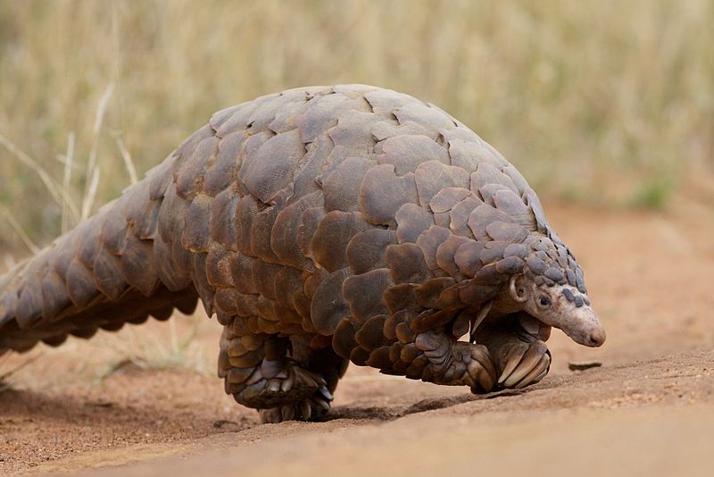 Giant ground Pangolin