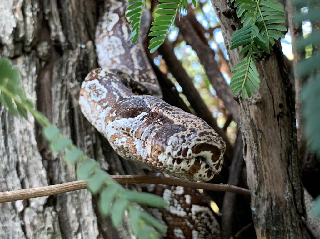 An Argentine Boa Constrictor