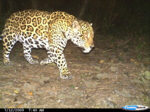 Camera trap image of a Jaguar in El Pantanoso forest
