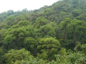 A view of mature forest at El Pantanoso