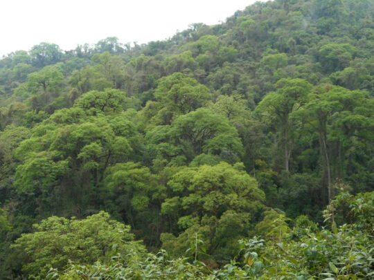 A view of mature forest at El Pantanoso