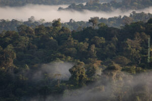 Choco Forest, Canande, Ecuador ©Fundacion Jocotoco