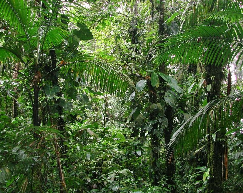 Lowland forest at Canande, Ecuador. ©Nigel Simpson