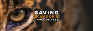 Saving Ecuador's Chocó Forest