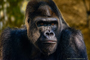 Adult male Gorilla