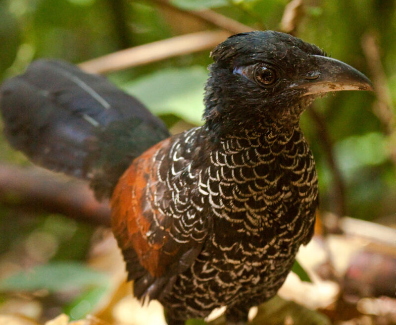 Banded Ground-Cuckoo, Choco Forest. ©Dušan Biinkhuizen