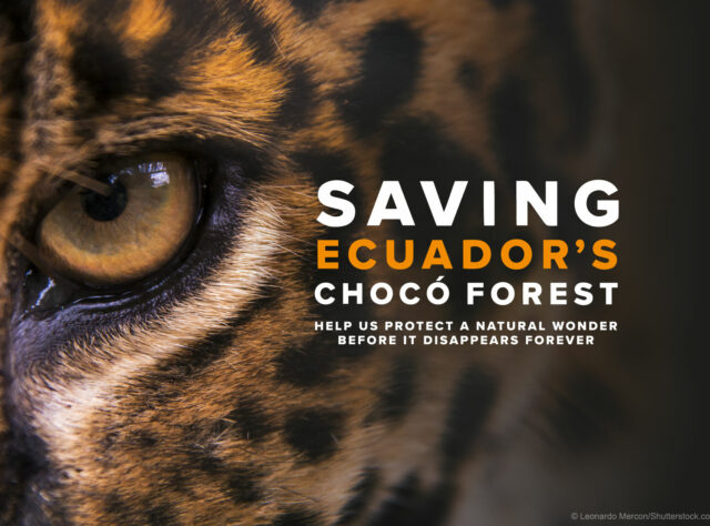 Saving Ecuador's Chocó Forest