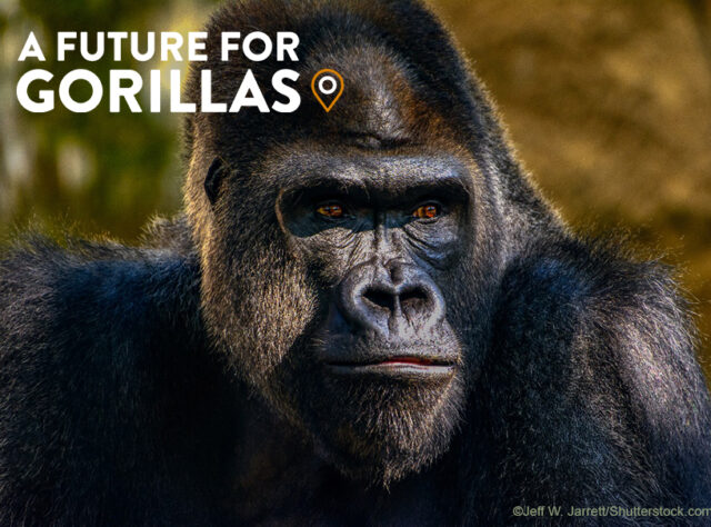 A Future for Gorillas