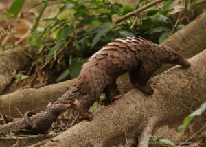 White-bellied Pangolin on a tree root.