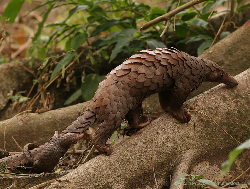 White-bellied Pangolin on a tree root.