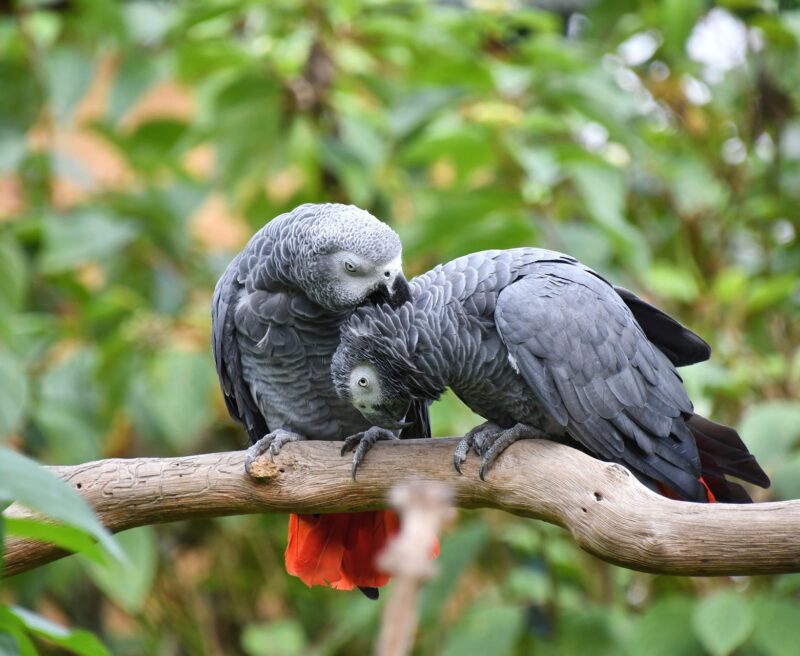 Grey Parrots