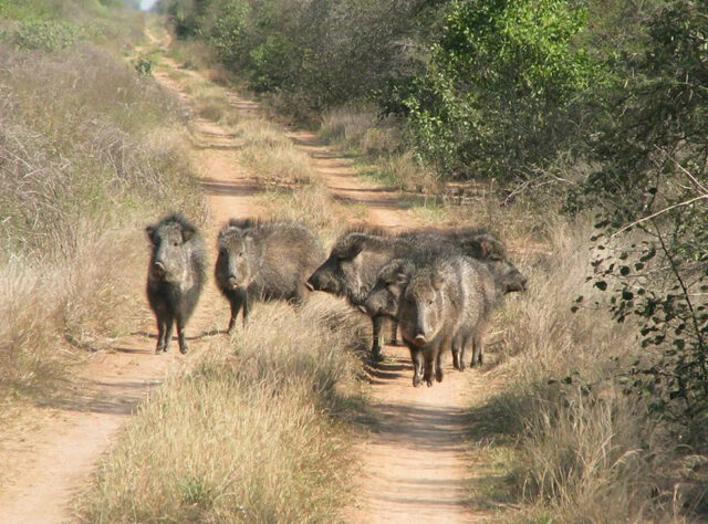 A group of hacoan Peccary of Córdoba Province, Argentina