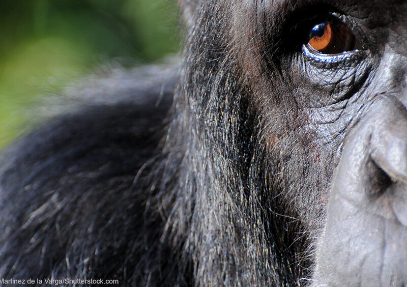Close-up of a Chimpanzee