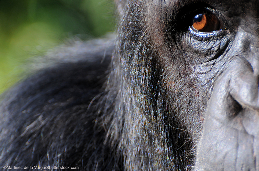 Close-up of a Chimpanzee
