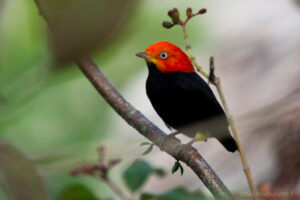 A perched Red-capped Manakin ©Dan Bradbury/WLT