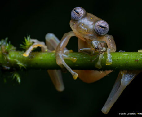 Manduriacu Glass Frog feeding on a spider