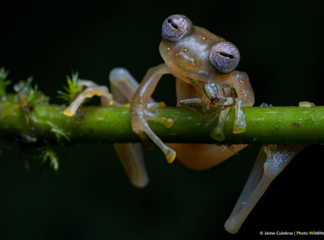 Manduriacu Glass Frog feeding on a spider