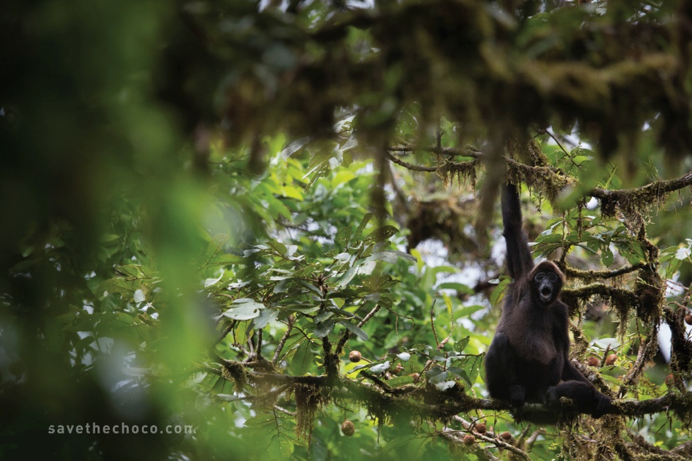 A Brown-headed Spider Monkey in the Chocó Forest