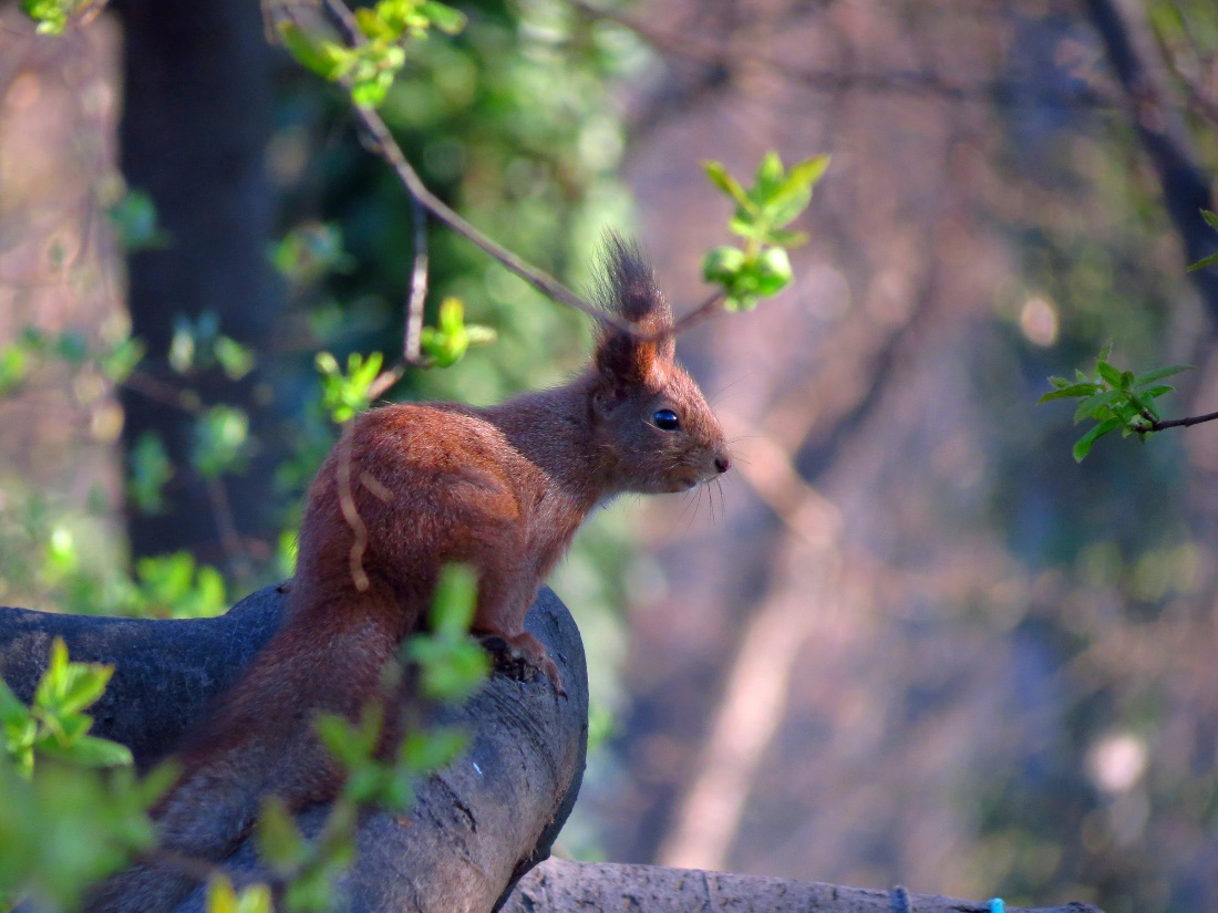 Red Squirrel on a branch