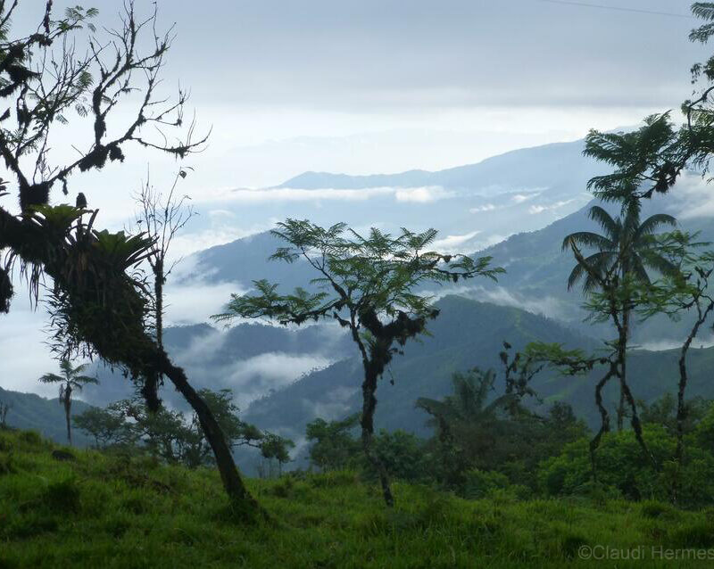 A view of the Buenaventura cloud forest ©Claudia Hermes