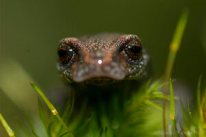 Face on view of a Chunky False Brook Salamander, Sierra Gorda ©RobertoPedrazaRuiz