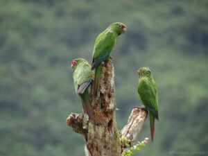 El Oro Parakeets on a branch Buenaventura, Ecuador ©Francisco Sornoza