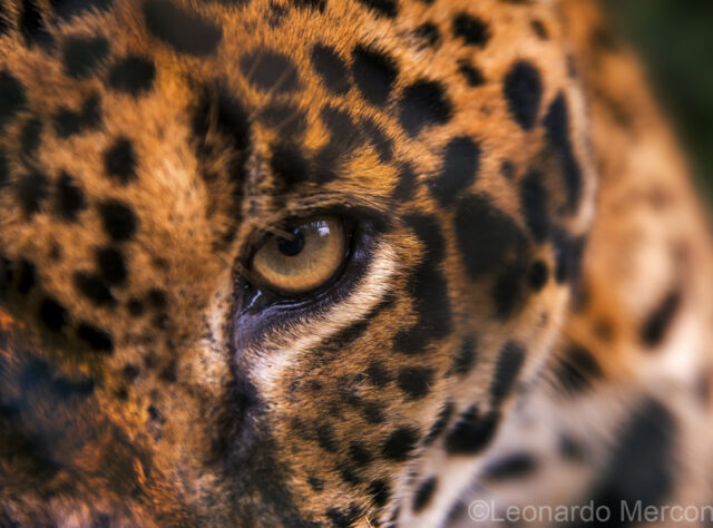 Can we save the endangered jaguar from extinction?